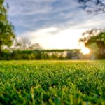 Freshly cut green lawn