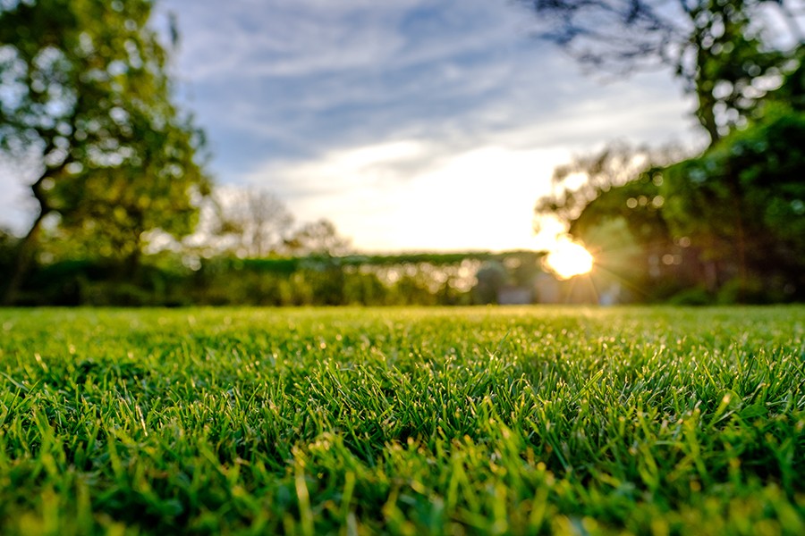 Freshly cut green lawn