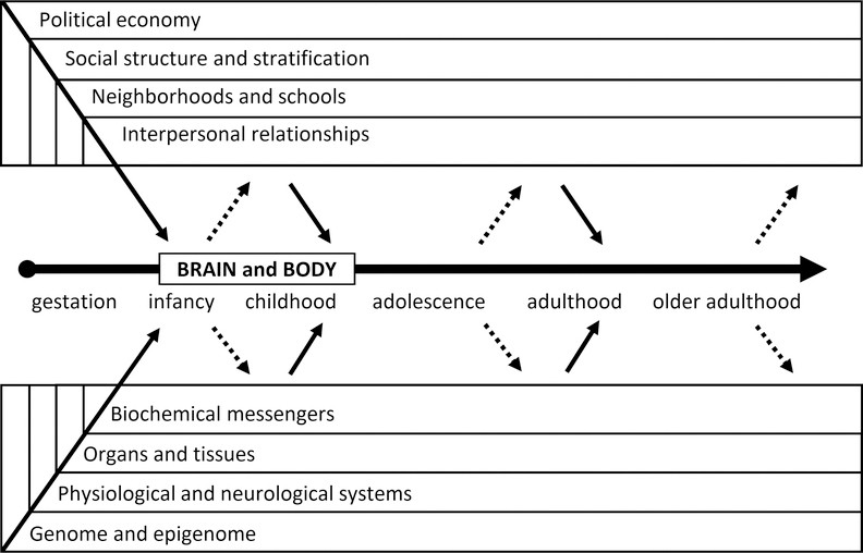 Conceptual model of biosocial dynamics shaping individuals across life stages.