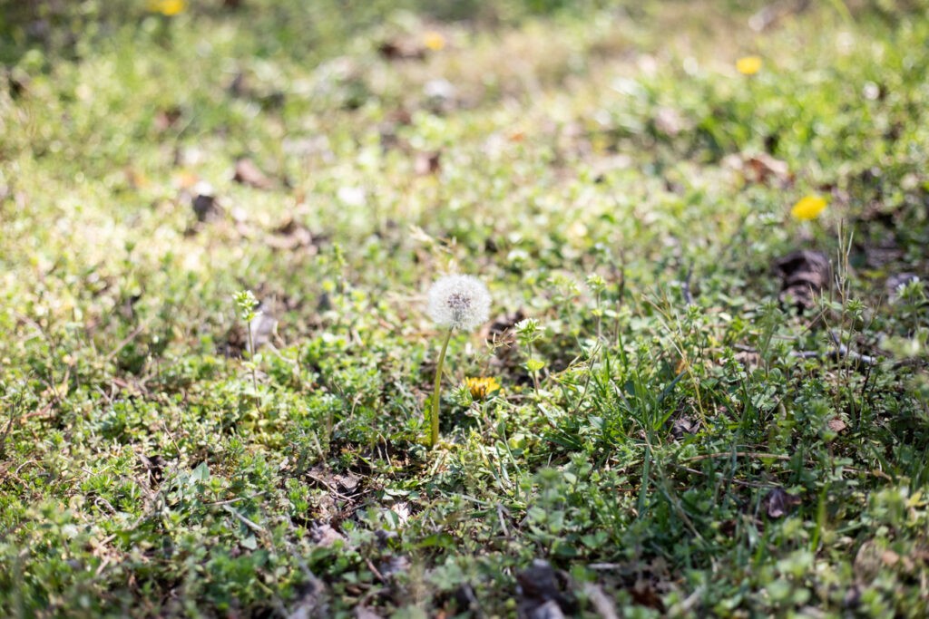 Lawn heavily infested with weeds before treatment