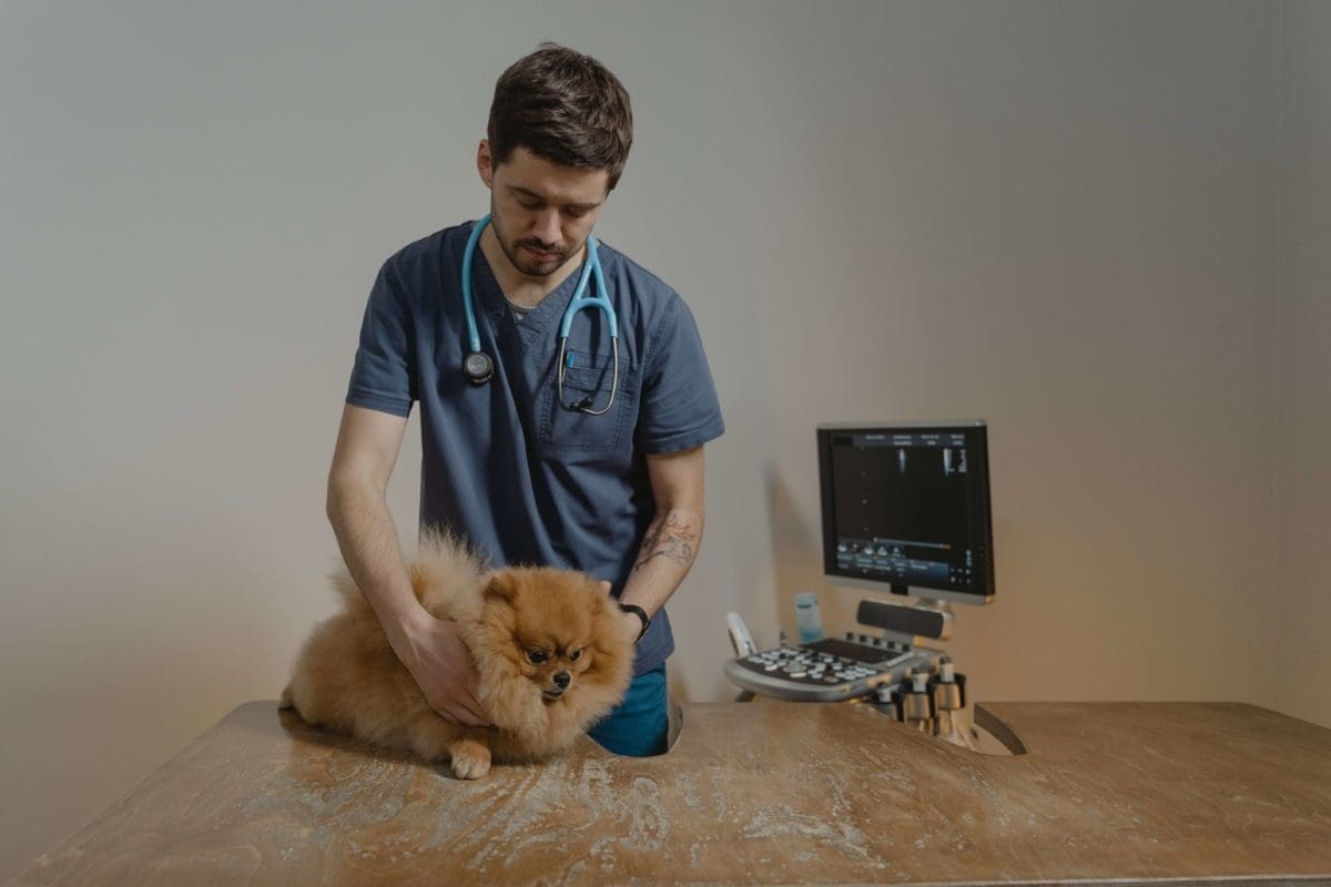 Veterinary Technician assisting a dog patient